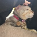 히히냥냥 | 강남역 고양이 카페 아이랑 데이트 히히냥냥