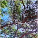 배동삼릉 이미지