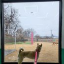 이평우 반려견 교육센터 이미지