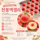 천봉농장 | 🍑 천봉엑셀라, 이제 마지막 수확입니다.