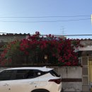 멍shower(멍샤워) | 서울 에어비앤비 햇빛샤워 감성 애견 동반 숙소 🏠