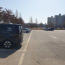 보강천 미루나무숲 | 증평-보강천미루나무숲