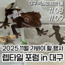 프루븐 | 11월 파충류 박람회 대구 엑스코 [렙타일 포럼] 정보: 요금 및 주차 등등, 후회없을 대형 행사
