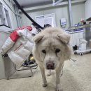 남양주 별내119안전센터 | 남양주 믹스견, 별내 119센터 앞 애절한 눈빛…기적을 기다려요! 따뜻한 가족이 되어주세요 (+믹스견...