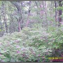 싸리마루 이미지