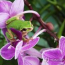 청개구리 이미지