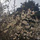 통영 매화나무도 보고 달봉포스트 간 후기!