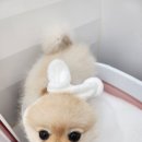 반짝일개 이미지