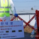 영암오리 이미지