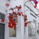 리틀미코노스6 이미지