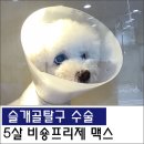 맥스동물병원 이미지