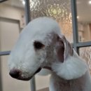 하트애견미용실 이미지