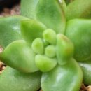 솔레미오 이미지