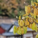 의령 태암서원 이미지