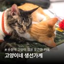 생선가게 | 수원역 고양이네 생선가게 후기 | 놀거리 실내 데이트코스 고양이카페