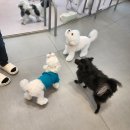 퍼피글랫 | 🐣 우유네집, 동탄역/동탄2 애견유치원 퍼피글랫