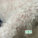 [공지] [⭐️즉각효과/사용후기] 지리산숲속산책 댕댕이비누 / 강아지비누 (피부알러지심한 강아지 효과...