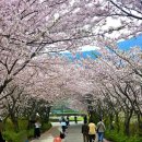 예술의마을 경로당 | [전남/여수] 벚꽃 터널이 환상적인 돌산 '승월마을' 데이트 코스 &amp; 방문 꿀팁