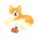 토토애견 이미지