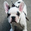 하이롤러 코리아 이미지