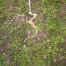 고려산삼 이미지