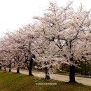 [주말에 어디갈까/서울시 봄꽃길]-성내천-"제6회 오금동 한마음 축제" 안내 이미지