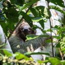 나무늘보 이미지