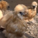 관상농장 이미지