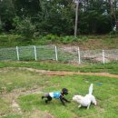 몽몽테일 이미지