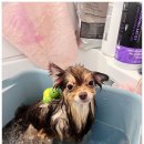 케이독 ST 이미지