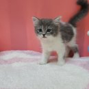 요미독 강아지분양 요미캣 고양이분양 목동점 | 신도림고양이책임분양 요미캣목동 다녀온 후기