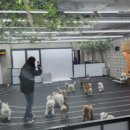 독핏코리아 이미지