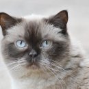 더 가까운 동물병원 이미지