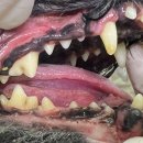 포곡동물병원 이미지