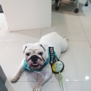 와이즈 동물병원 이미지