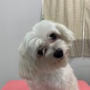 다소니펫살롱 이미지