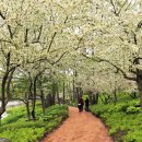 사과꽃향기 이미지