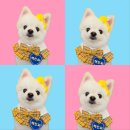 똥개언니 이미지