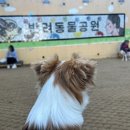 쌈지부전