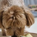 어뮤즈댕 이미지