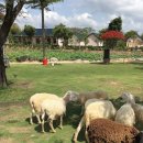 산대목장 | 나트랑 판랑 사막투어 옷 가격 반나절 현지 업체 판랑 알뜰 투어