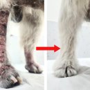 올리라피 이미지