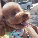 젤리즈펫 이미지