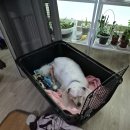 조규만외과동물병원 이미지