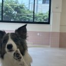 퍼피파파 이미지