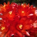 셀메드행복한약국 이미지