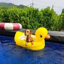 일리스테이 펜션 이미지