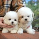 울산 강아지분양 미유펫 | 포항강아지분양 미유펫 보람찬 분양 후기