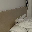 마담펫 | 포항 마담아네뜨 풀빌라/애견동반/C타입 객실/내돈내산 이용후기