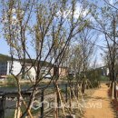 양지천 마평동 이미지